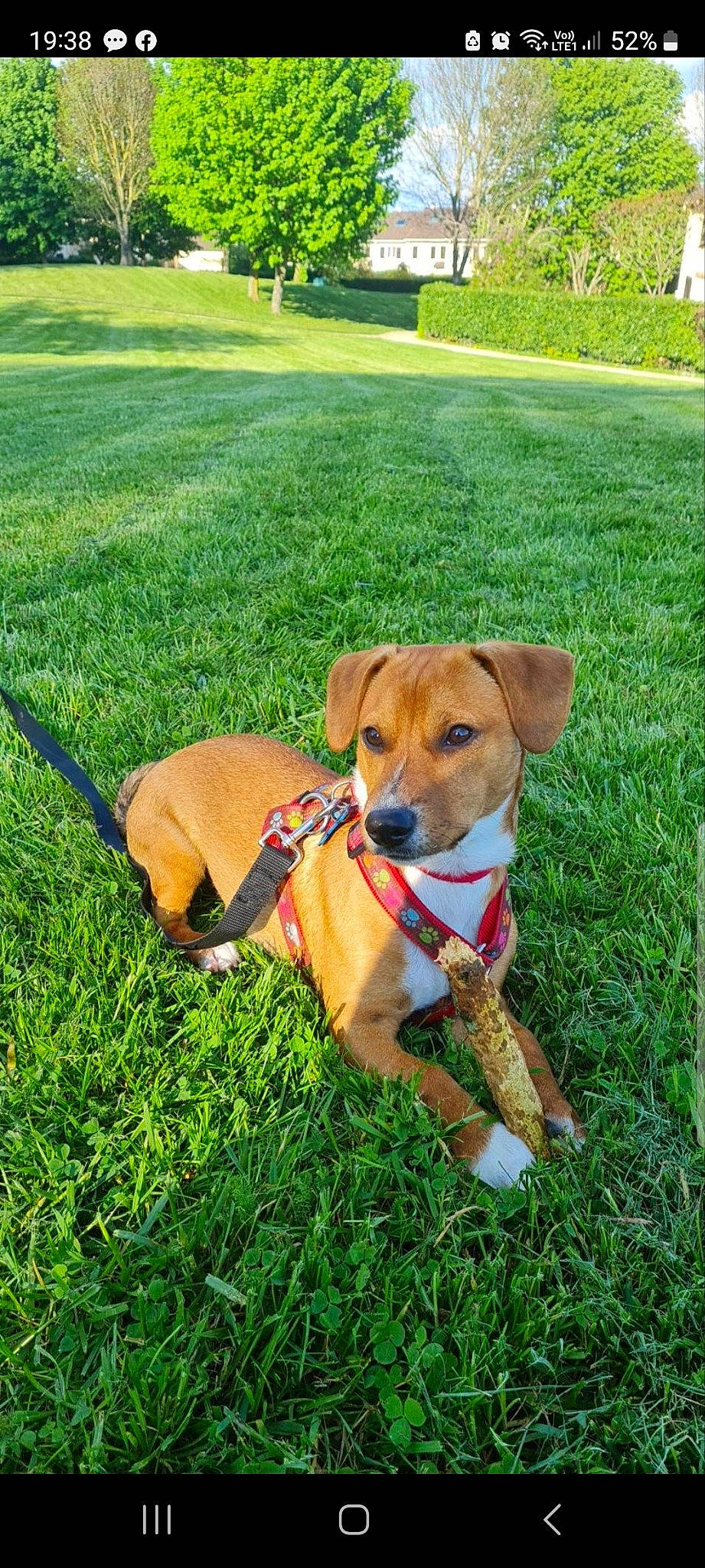 Totem a rejoint le concours — aidez-le/la à gagner de superbes lots ! carnivore, chair, collar, companion_dog, dog, dog_breed, dog_collar, dog_supply, fawn, grass, green, leash, pet_supply, plant, snout, sporting_group, tail, tree, whiskers, working_animal