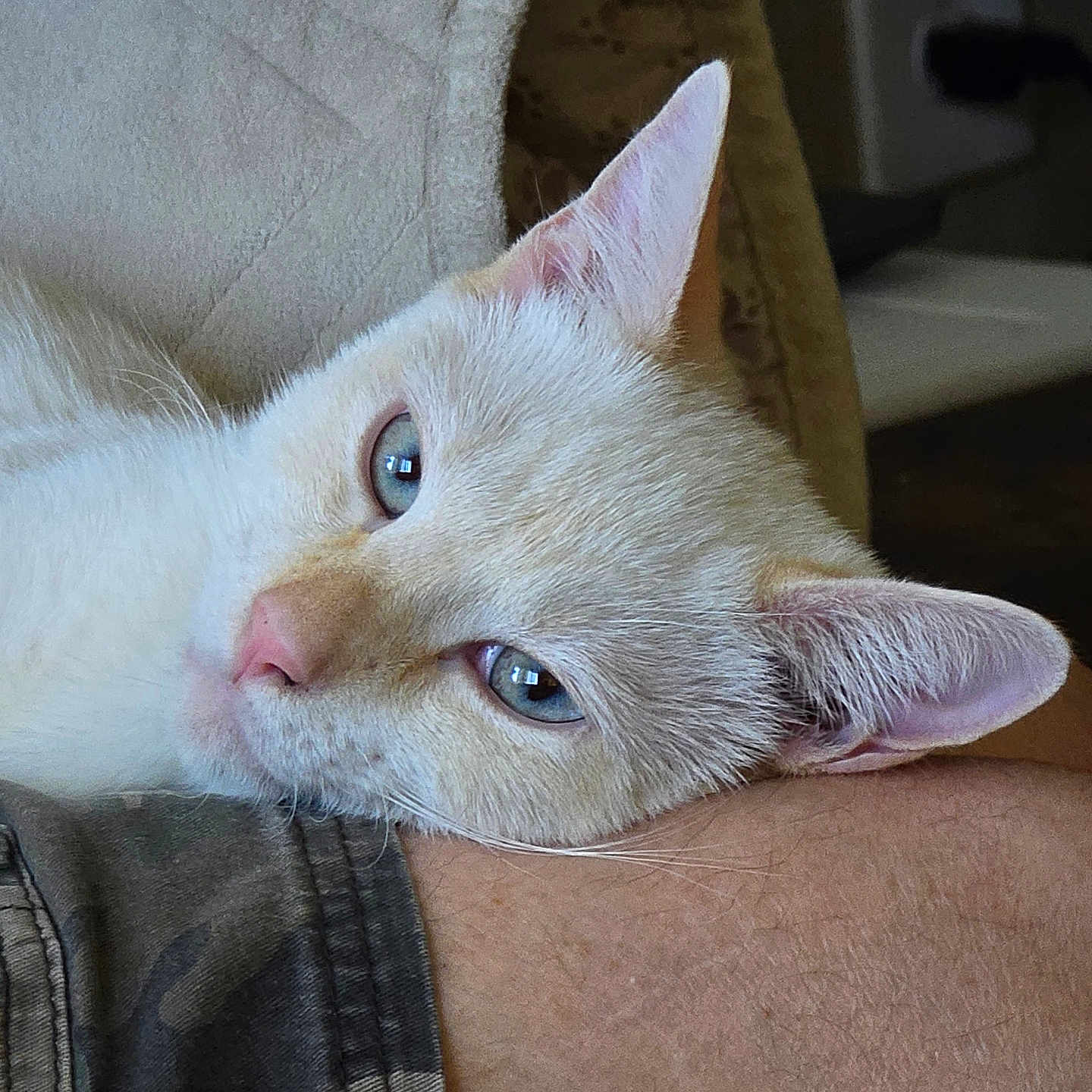 Teddy is registered to the contest to win money with this photo: abyssinian, angora, animal, armchair, cat, chair, couch, furniture, kitten, manx, pet, siamese