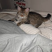 Noeil Noeil participe au concours pour gagner de l'argent avec cette photo : animal, bed, blanket, cat, cozy, cute, decor, feline, fur, home, indoor, kitten, laying, pet, quilt, relaxed, sleepy, tabby, text, wall_art