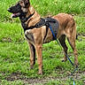 dog, belgian_malinois, grass, leash, harness, outdoor, animal, pet, canine, alert, standing, nature, field, ears_up, brown_fur, black_muzzle, tongue_out, daylight, greenery, walking