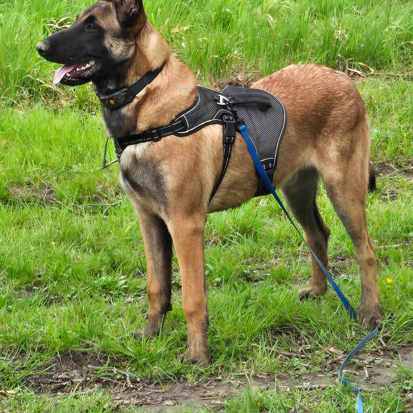 Aizen a rejoint le concours — aidez-le/la à gagner de superbes lots ! dog, belgian_malinois, grass, leash, harness, outdoor, animal, pet, canine, alert, standing, nature, field, ears_up, brown_fur, black_muzzle, tongue_out, daylight, greenery, walking