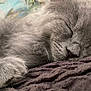 cat, sleeping, close_up, gray_fur, fluffy, whiskers, paw, blanket, texture, cozy, relaxation, indoor, peaceful, animal, pet, fur, resting, soft_light, face, cute