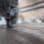 Riley is registered to the contest to win money with this photo: animal, blurred_background, cat, close_up, curious, cute, domestic, eyes, feline, floor, gray, indoor, kitten, paw, pet, soft_focus, walking, whiskers, wooden_floor, young