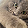 Riley joined the competition — help win amazing prizes! cat, gray_cat, close_up, curious, paw, whiskers, eyes, feline, pet, indoor, soft_texture, fur, nose, animal, relaxed, playful, cute, mammal, domestic_animal, resting