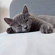 Riley is registered to the contest to win money with this photo: animal, cat, chair, closeup, comfort, cozy, cute, feline, fur, gray_cat, home, indoor, lazy, paw, pet, relaxed, resting, sleeping, soft, whiskers
