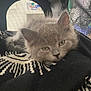 kitten, cat, gray_fur, pet_carrier, blanket, cozy, sleepy, indoors, mesh, resting, closeup, cute, feline, animal, soft_fur, small, young, face, ears, relaxed