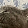 cat, gray_cat, sleeping, close_up, fur, whiskers, ear, nose, pet, animal, resting, indoors, soft, cute, feline, profile, peaceful, face, texture, background