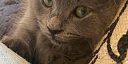 Riley is registered to the contest to win money with this photo: kitten, cat, gray_fur, close_up, pet, animal, whiskers, ears, cute, feline, indoor, soft_texture, relaxed, portrait, young, curious, cozy, fur, paw, resting