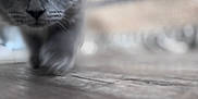 Riley is registered to the contest to win money with this photo: animal, blurred_background, cat, close_up, curious, cute, domestic, eyes, feline, floor, gray, indoor, kitten, paw, pet, soft_focus, walking, whiskers, wooden_floor, young