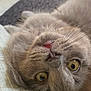 Riley is registered to the contest to win money with this photo: cat, gray_cat, upside_down, close_up, whiskers, yellow_eyes, pink_nose, fluffy, feline, relaxed, cozy, indoor, soft_surface, pet, cute, curious, animal, fur, portrait, laying_down