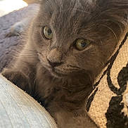 Riley joined the competition — help win amazing prizes! kitten, cat, gray_fur, close_up, pet, animal, whiskers, ears, cute, feline, indoor, soft_texture, relaxed, portrait, young, curious, cozy, fur, paw, resting