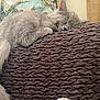 kitten, cat, sleeping, gray, fluffy, blanket, texture, indoor, cozy, rest, pet, feline, pillow, curtain, soft, fur, domestic, animal, peaceful, relaxation