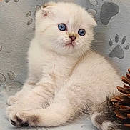 Bumble is registered to the contest to win money with this photo: animal, blanket, blue_eyes, cat, closeup, curious, cute, feline, fluffy, fur, indoor, kitten, paw_print, pet, pinecone, relaxed, small, soft, white_fur, young
