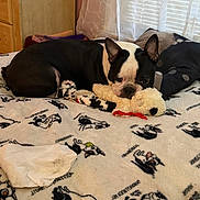 Gino Guisseppe is registered to the contest to win money with this photo: boston_terrier, dog, bed, blanket, stuffed_toy, indoor, curtains, window, furniture, resting, pet, sleepy, black_and_white, cozy, soft_toy, animal, domestic, cute, relaxing, home