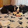 boston_terrier, dog, bed, blanket, stuffed_toy, indoor, curtains, window, furniture, resting, pet, sleepy, black_and_white, cozy, soft_toy, animal, domestic, cute, relaxing, home