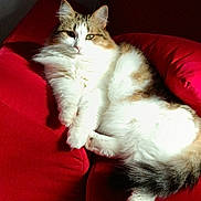 Lea a rejoint le concours — aidez-le/la à gagner de superbes lots ! animal, cat, comfort, couch, cozy, cute, domestic_animal, feline, fluffy, fur, indoor, lazy, paw, pet, red, relaxed, resting, sunlight, tail, whiskers