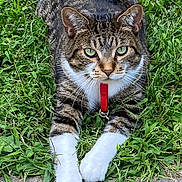 Tiny joined the competition — help win amazing prizes! cat, tabby, green_eyes, collar, leash, grass, outdoor, pet, animal, feline, white_paws, stretching, close_up, nature, curious, whiskers, ears, face, ground, sidewalk