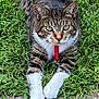 cat, tabby, green_eyes, collar, leash, grass, outdoor, pet, animal, feline, white_paws, stretching, close_up, nature, curious, whiskers, ears, face, ground, sidewalk