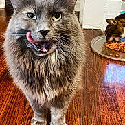 Missy joined the competition — help win amazing prizes! cat, gray_cat, feline, licking, tongue_out, fluffy, pet, indoor, wooden_floor, food_plate, eating, domestic_animal, two_cats, close_up, floor, home, cute, whiskers, animal, mammal