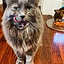 animal, cat, close_up, cute, domestic_animal, eating, feline, floor, fluffy, food_plate, gray_cat, home, indoor, licking, mammal, pet, tongue_out, two_cats, whiskers, wooden_floor