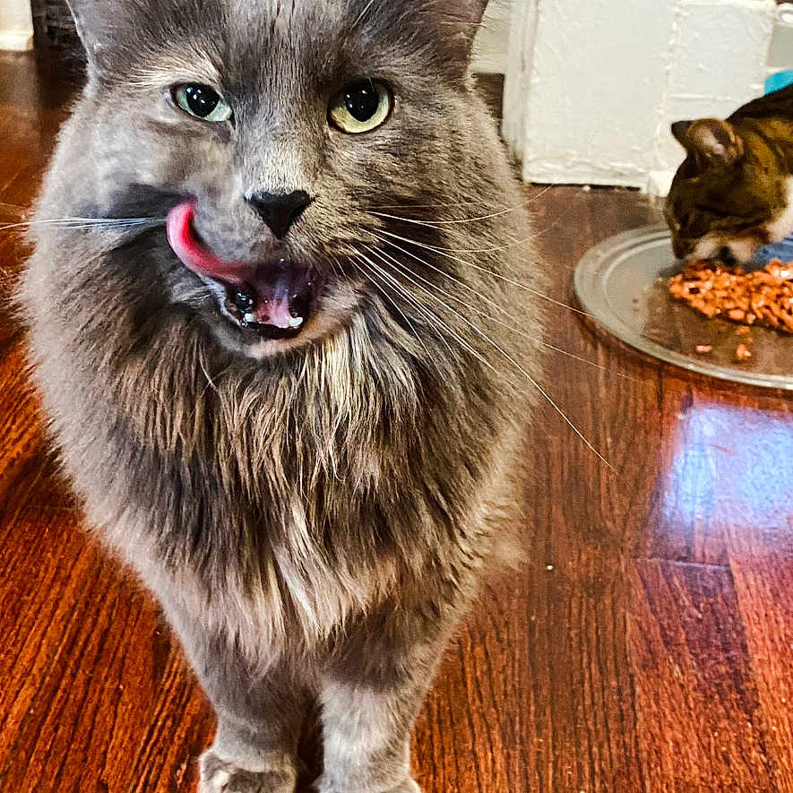 Missy joined the competition — help win amazing prizes! animal, cat, close_up, cute, domestic_animal, eating, feline, floor, fluffy, food_plate, gray_cat, home, indoor, licking, mammal, pet, tongue_out, two_cats, whiskers, wooden_floor