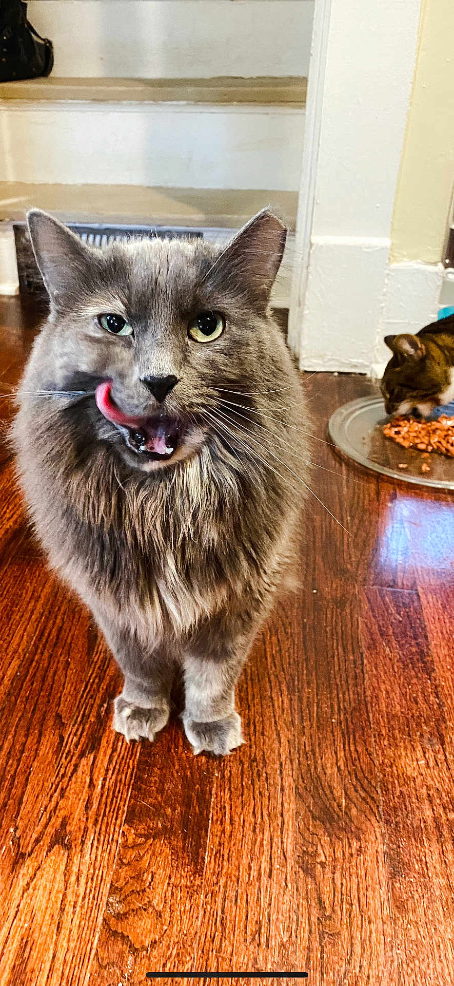 Missy joined the competition — help win amazing prizes! cat, gray_cat, feline, licking, tongue_out, fluffy, pet, indoor, wooden_floor, food_plate, eating, domestic_animal, two_cats, close_up, floor, home, cute, whiskers, animal, mammal