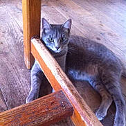 Luqy participe au concours pour gagner de l'argent avec cette photo : animal, cat, chair_leg, curious, domestic_cat, ears, feline, flooring, gray_cat, home, indoor, looking, paws, pet, quiet, relaxed, resting, whiskers, wood, wooden_floor