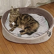 Punki a rejoint le concours — aidez-le/la à gagner de superbes lots ! animal_bed, cat, cozy, curtain, cute, domestic_animal, feline, fur, house_pet, indoor, paws, pet_bed, playful, relaxed, resting, tabby_cat, toy_ball, toy_mouse, whiskers, wooden_floor