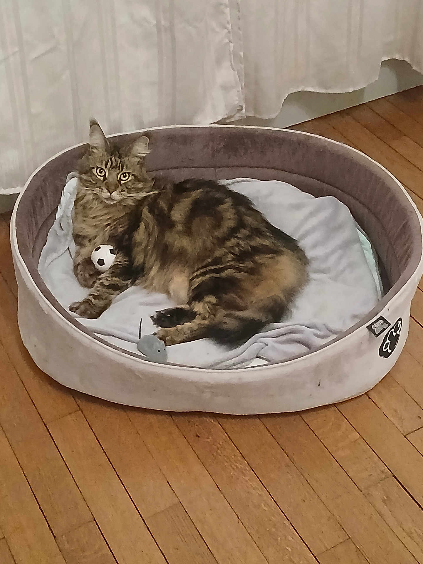 Punki a rejoint le concours — aidez-le/la à gagner de superbes lots ! animal_bed, cat, cozy, curtain, cute, domestic_animal, feline, fur, house_pet, indoor, paws, pet_bed, playful, relaxed, resting, tabby_cat, toy_ball, toy_mouse, whiskers, wooden_floor