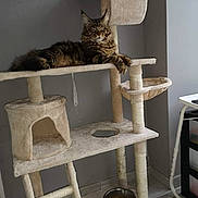 Punki a rejoint le concours — aidez-le/la à gagner de superbes lots ! animal, cat, cat_tree, comfortable, cozy, domestic, feline, floor, food_bowl, furniture, house, indoor, leisure, mammal, pet, relaxed, resting, scratching_post, tabby, wall