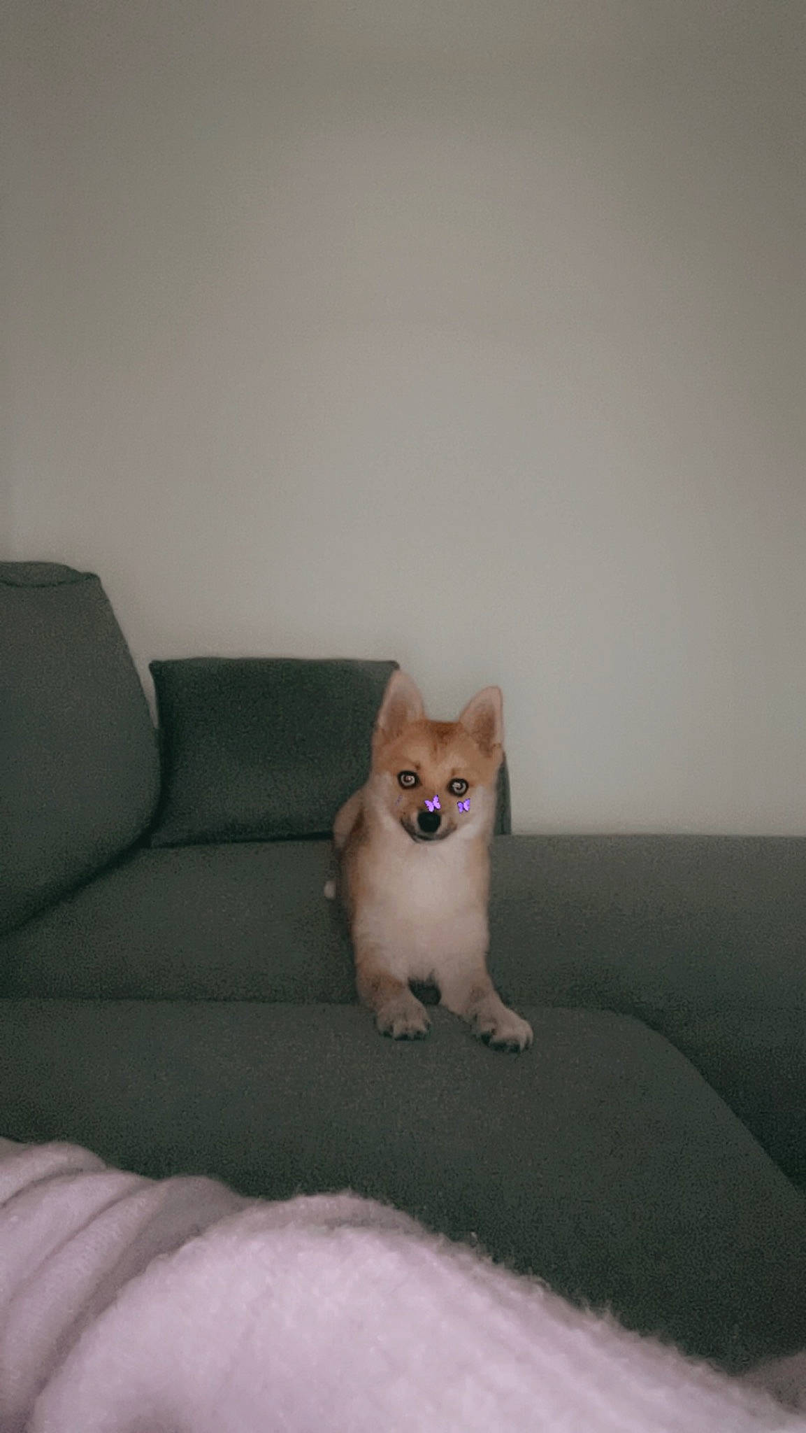 Iris a rejoint le concours — aidez-le/la à gagner de superbes lots ! canidae, carnivore, cat, comfort, companion_dog, couch, dog_breed, fawn, felidae, fur, head, paw, small_to_medium_sized_cats, snout, stuffed_toy, tail, terrestrial_animal, toy, whiskers, wood