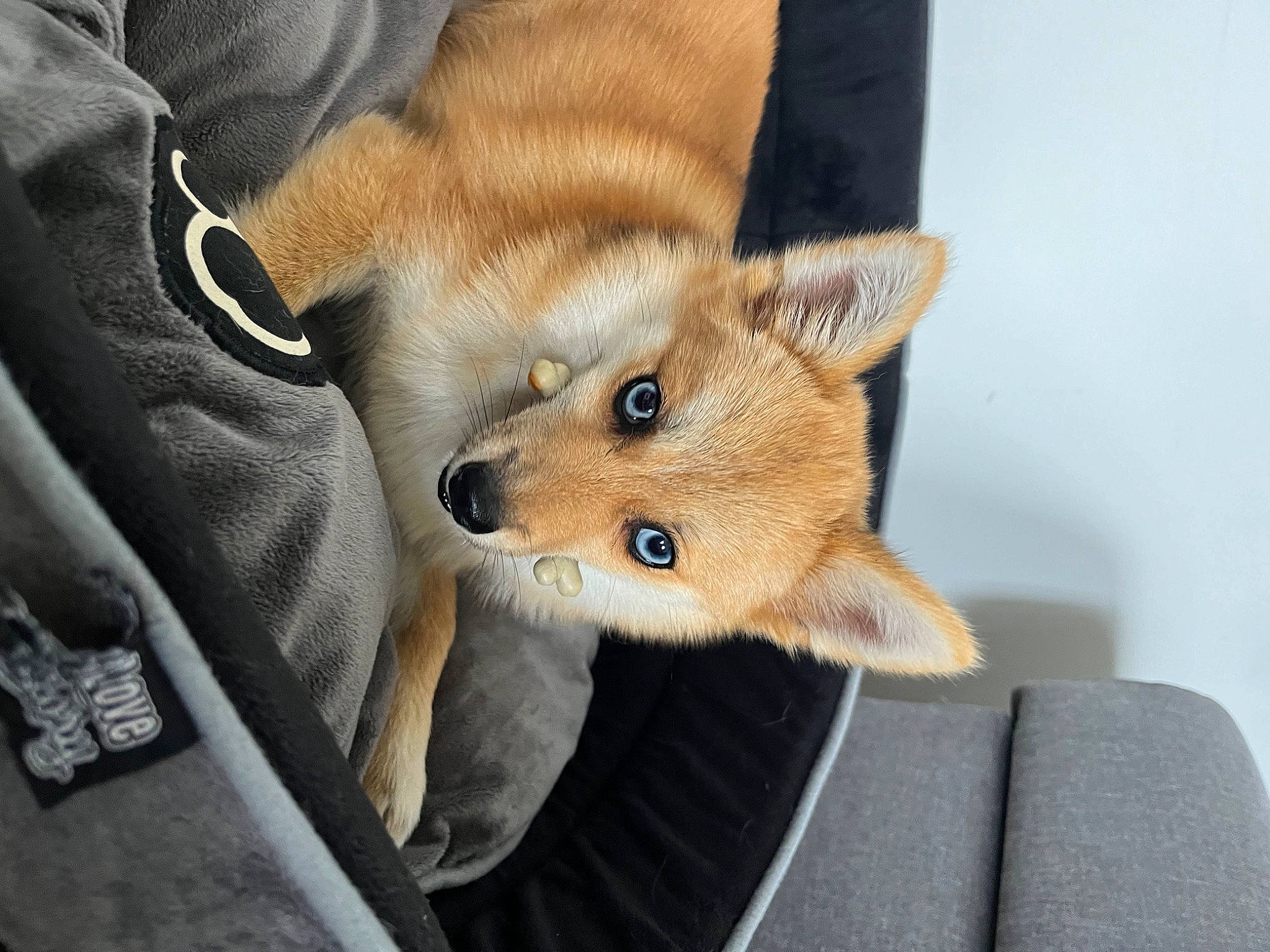 Iris a rejoint le concours — aidez-le/la à gagner de superbes lots ! canidae, carnivore, claw, comfort, companion_dog, corgi_chihuahua, dog_breed, dog_supply, fawn, felidae, fox, fur, kit_fox, small_to_medium_sized_cats, sporting_group, tail, terrestrial_animal, whiskers, wildlife, wood