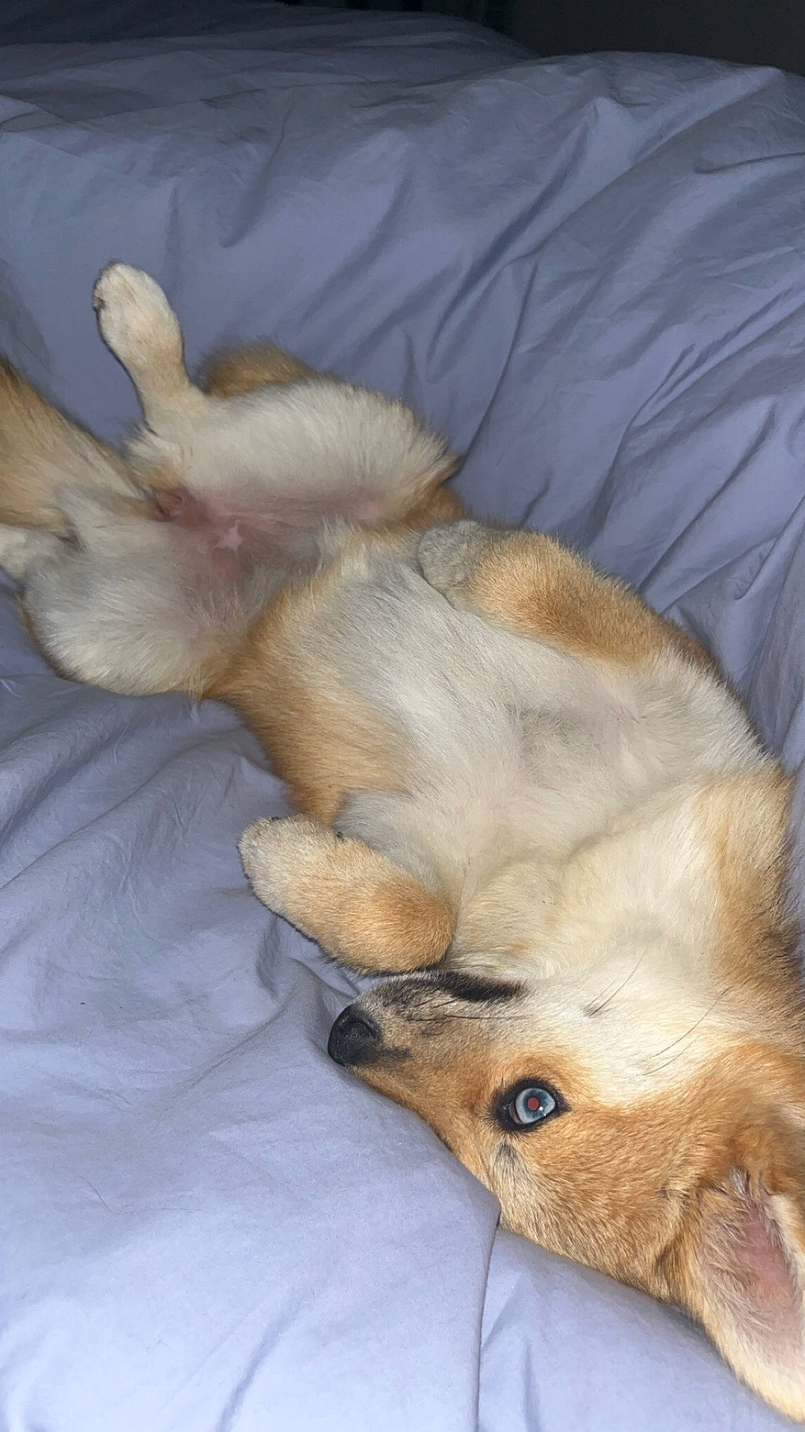 Iris a rejoint le concours — aidez-le/la à gagner de superbes lots ! canidae, carnivore, comfort, companion_dog, dog, dog_breed, ear, fawn, felidae, fur, gesture, linens, nap, paw, small_to_medium_sized_cats, snout, sporting_group, tail, terrestrial_animal, whiskers