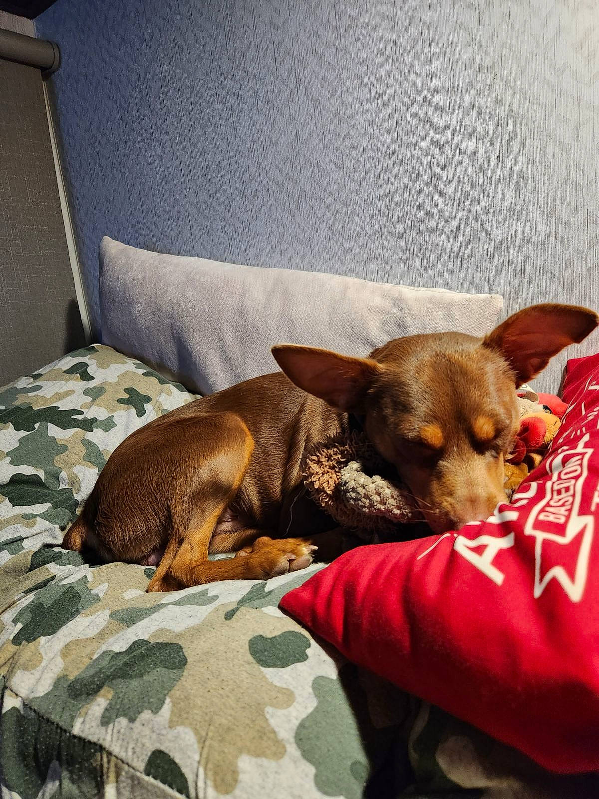 Pinche joined the competition — help win amazing prizes! bed, canidae, carnivore, comfort, companion_dog, couch, dog, dog_breed, dog_supply, fawn, flooring, fur, linens, liver, pet_supply, snout, sporting_group, terrestrial_animal, toy_dog, working_animal