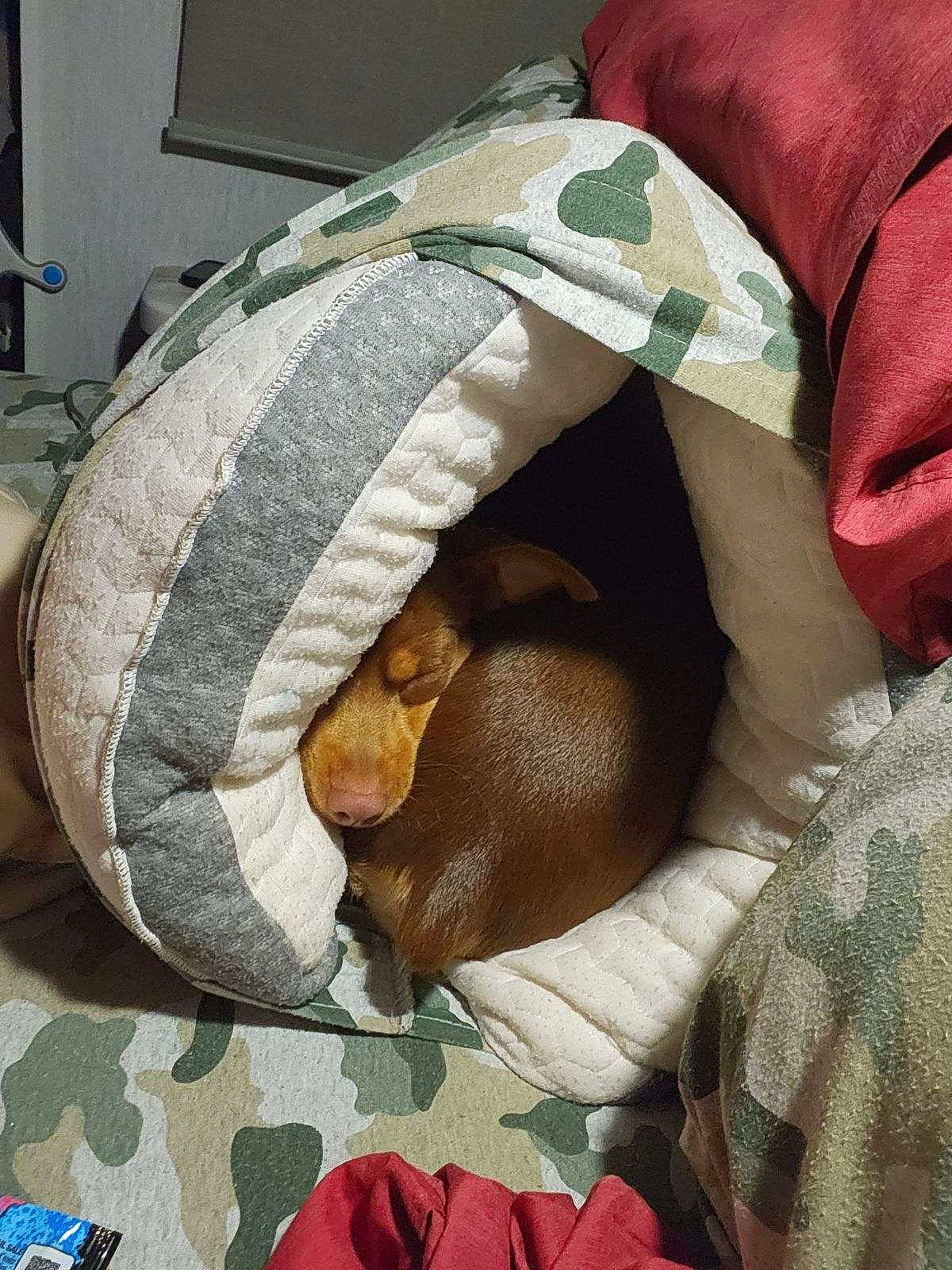 Pinche is registered to the contest to win money with this photo: baby, baby_products, baby_sleeping, bag, bed, bed_sheet, bedding, bedroom, bedtime, blanket, comfort, infant_bed, linens, nap, pattern, pillow, plush, room, stuffed_toy, textile