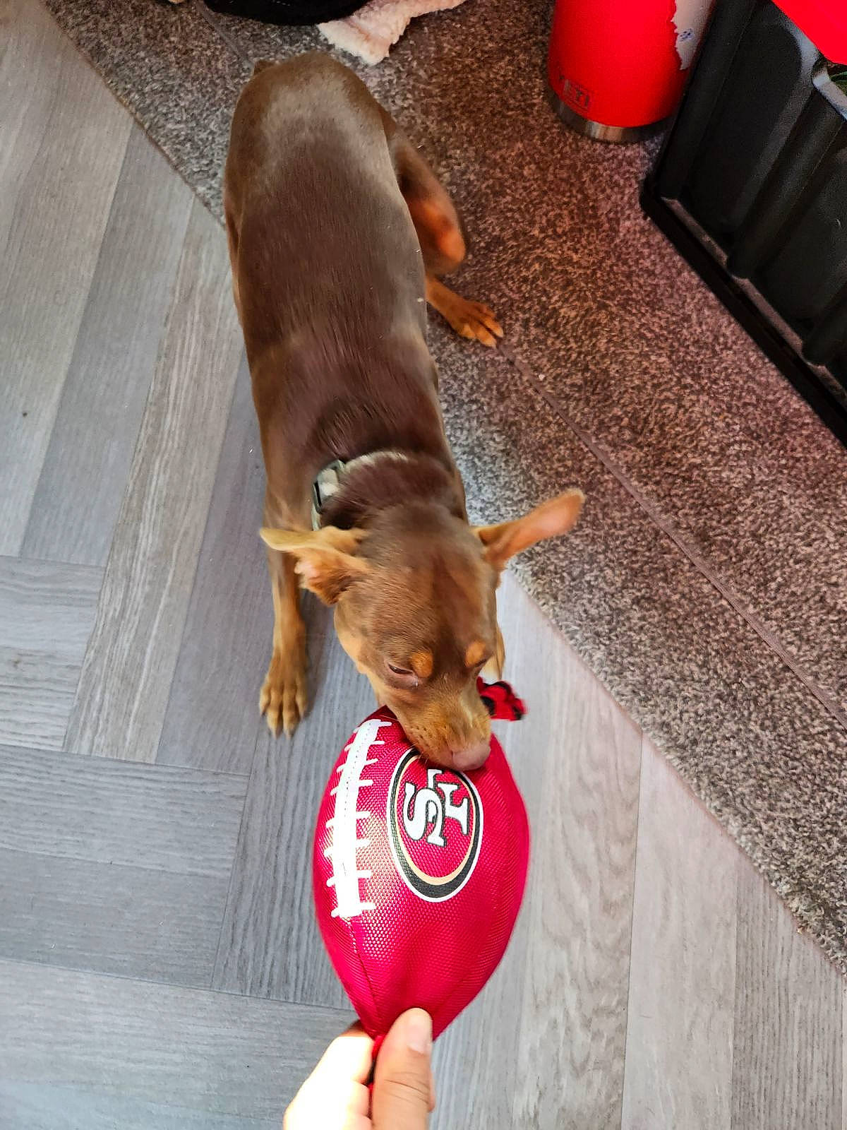 Pinche joined the competition — help win amazing prizes! canidae, carnivore, comfort, companion_dog, dog, dog_breed, dog_sports, dog_supply, fawn, flooring, hardwood, liver, nail, snout, sporting_group, tail, toy, toy_dog, whiskers, working_animal