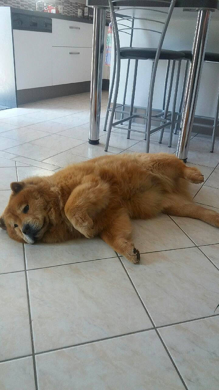 Nahla participe au concours pour gagner de l'argent avec cette photo : canidae, carnivore, chow_chow, companion_dog, dog, dog_breed, fawn, finnish_spitz, golden_retriever, mammal, non_sporting_group, pomeranian, puppy, retriever, sporting_group, vertebrate