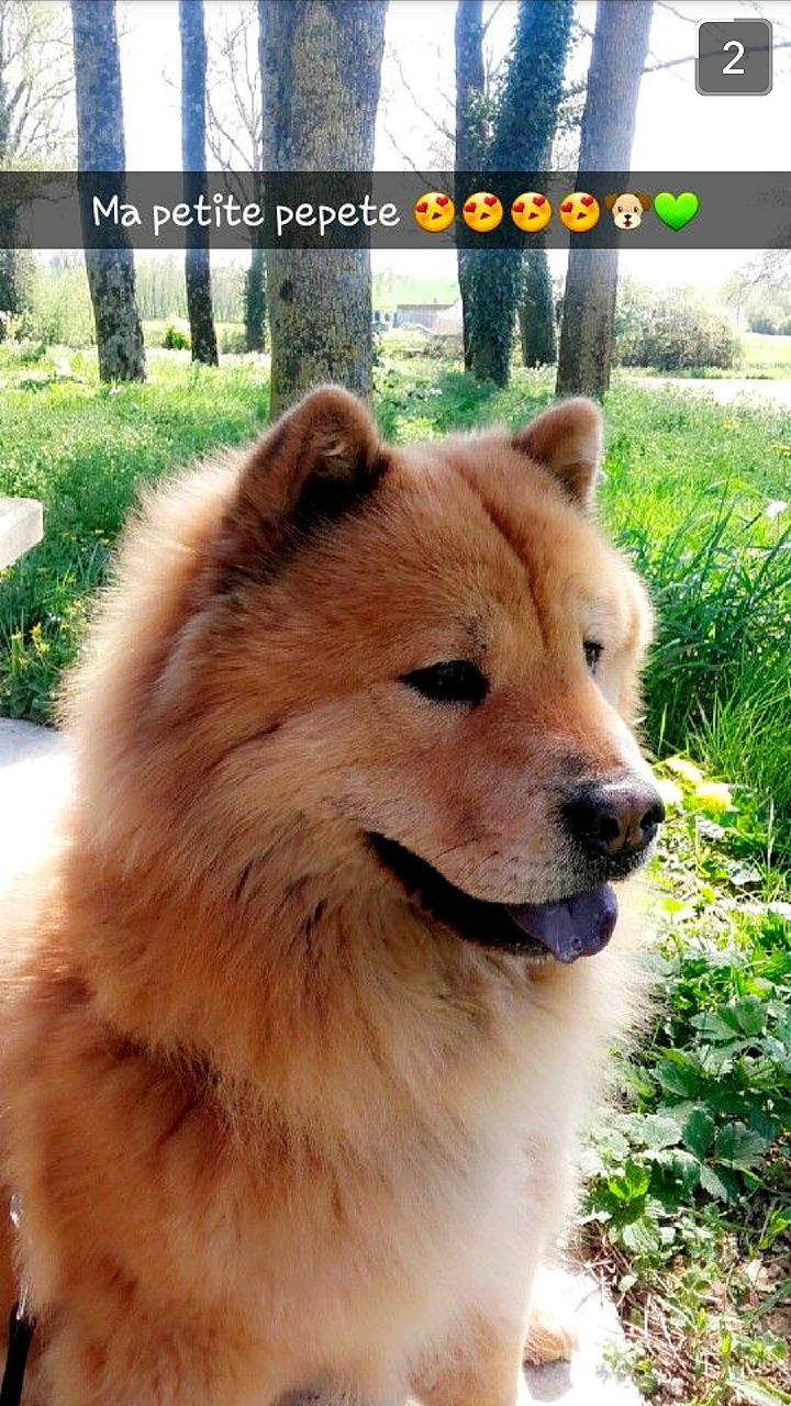 Nahla participe au concours pour gagner de l'argent avec cette photo : ancient_dog_breeds, canidae, carnivore, chow_chow, companion_dog, dog, dog_breed, eurasier, fawn, finnish_spitz, german_spitz, german_spitz_klein, german_spitz_mittel, icelandic_sheepdog, mammal, non_sporting_group, snout, sporting_group, vertebrate, volpino_italiano