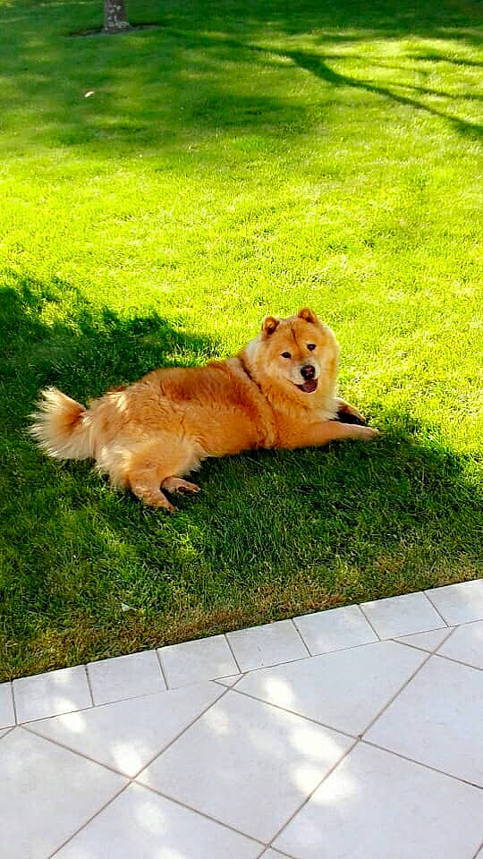 Nahla a rejoint le concours — aidez-le/la à gagner de superbes lots ! canidae, carnivore, companion_dog, dog, dog_breed, eurasier, finnish_spitz, german_spitz, german_spitz_klein, german_spitz_mittel, grass, icelandic_sheepdog, lawn, mammal, pomeranian, shiba_inu, spitz, sporting_group, vertebrate, volpino_italiano