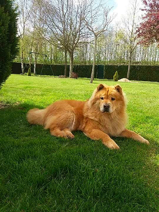 Nahla participe au concours pour gagner de l'argent avec cette photo : akita, basque_shepherd_dog, canidae, carnivore, companion_dog, dog, dog_breed, elo, eurasier, fawn, finnish_spitz, german_spitz_mittel, grass, icelandic_sheepdog, lawn, mammal, pomeranian, sporting_group, vertebrate