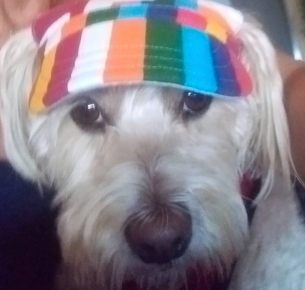 Enzo participe au concours pour gagner de l'argent avec cette photo : canidae, carnivore, circle, companion_dog, dog, dog_breed, dog_supply, fashion_accessory, fur, maltepoo, non_sporting_group, pattern, pet_supply, small_terrier, snout, sporting_group, terrier, toy, toy_dog, working_animal