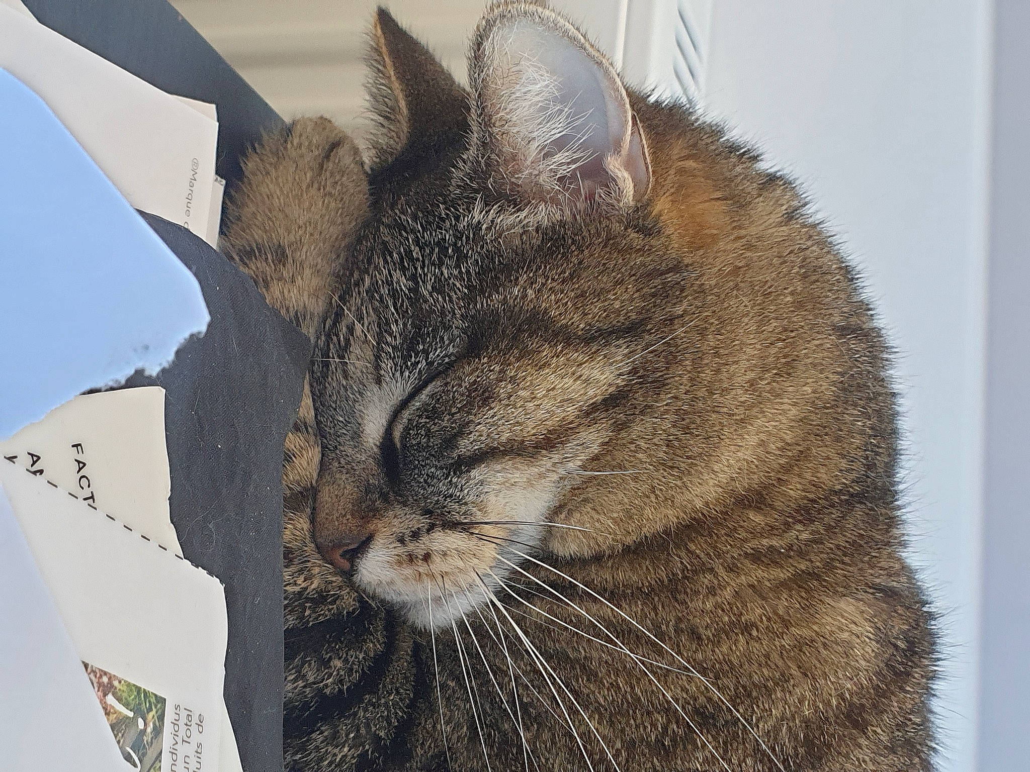 June a rejoint le concours — aidez-le/la à gagner de superbes lots ! carnivore, cat, comfort, domestic_short_haired_cat, felidae, fur, nap, paw, small_to_medium_sized_cats, snout, tail, terrestrial_animal, tree, whiskers, wildlife