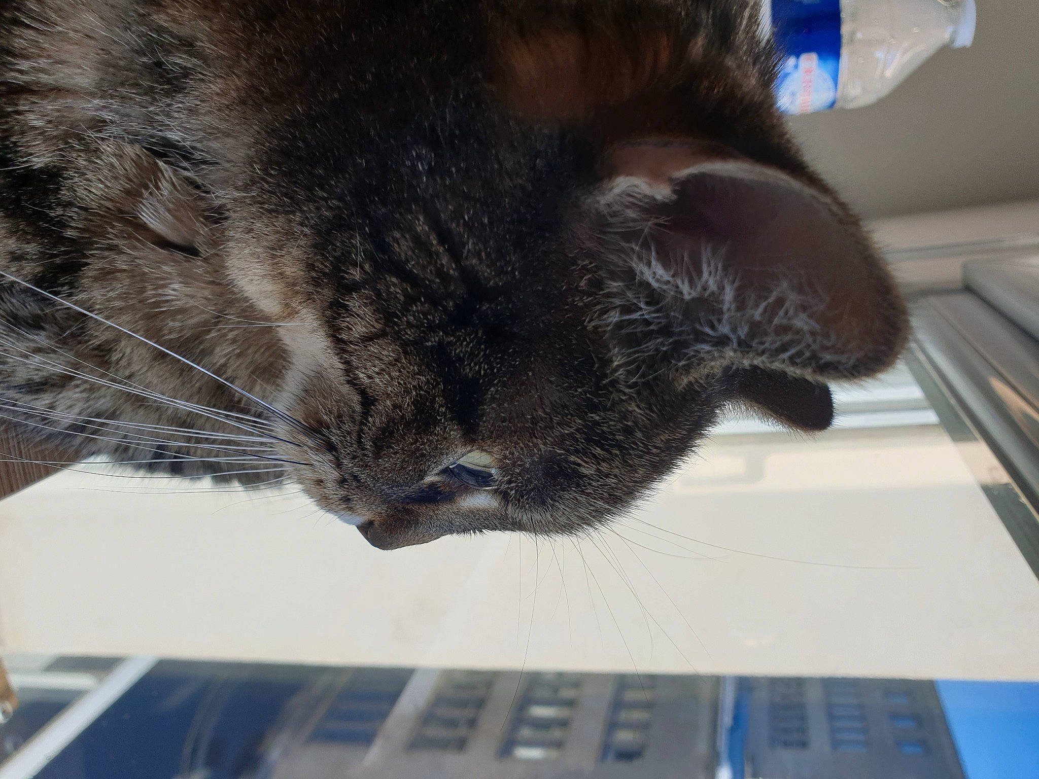 June participe au concours pour gagner de l'argent avec cette photo : black_cat, blue, carnivore, cat, claw, comfort, domestic_short_haired_cat, felidae, flooring, fur, input_device, nap, paw, peripheral, small_to_medium_sized_cats, snout, tail, terrestrial_animal, whiskers