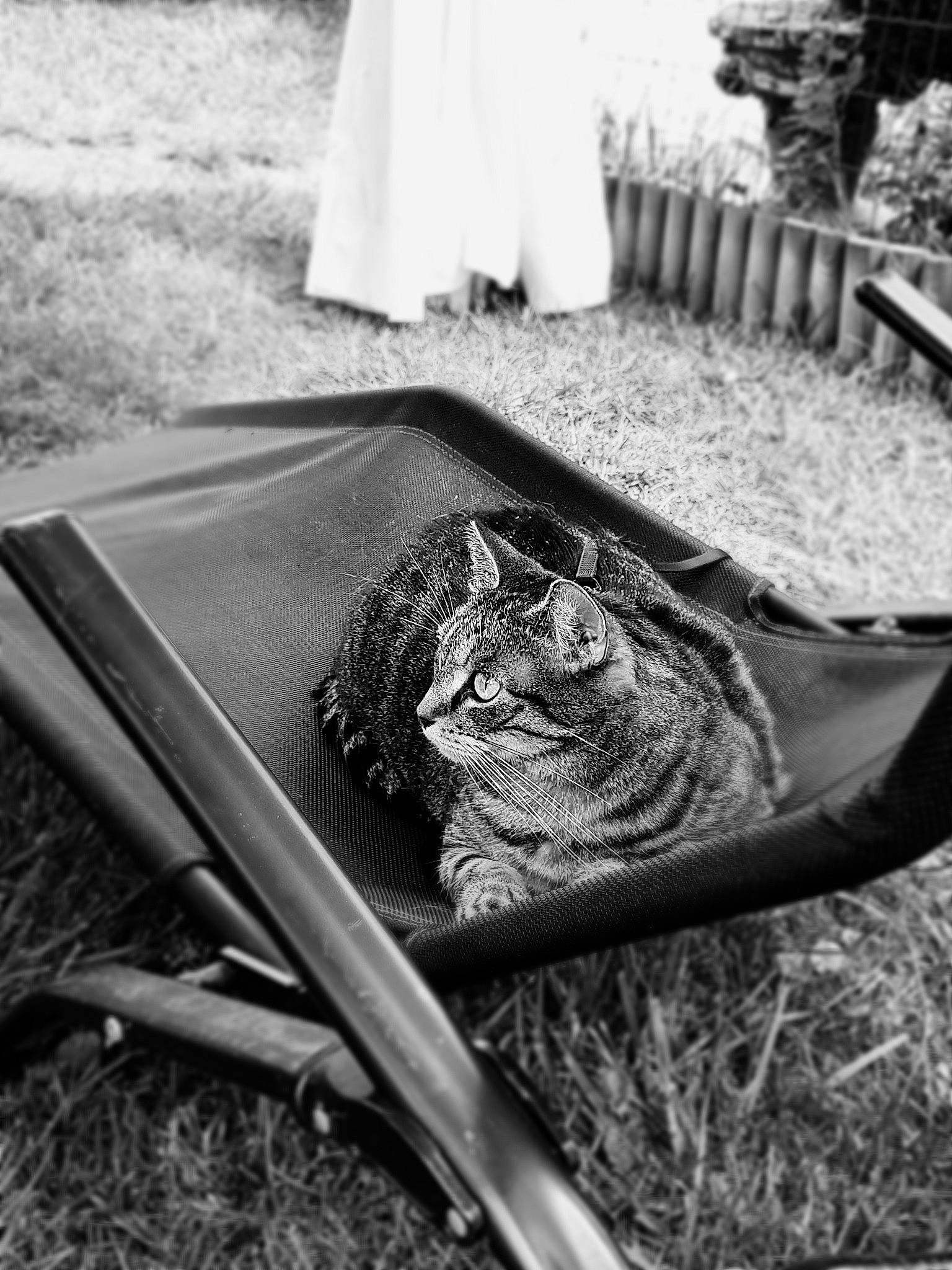 June participe au concours pour gagner de l'argent avec cette photo : black, black_and_white, carnivore, domestic_short_haired_cat, felidae, grass, grey, monochrome, monochrome_photography, motor_vehicle, plant, small_to_medium_sized_cats, snapshot, stock_photography, style, terrestrial_animal, whiskers, white, wildlife, wood