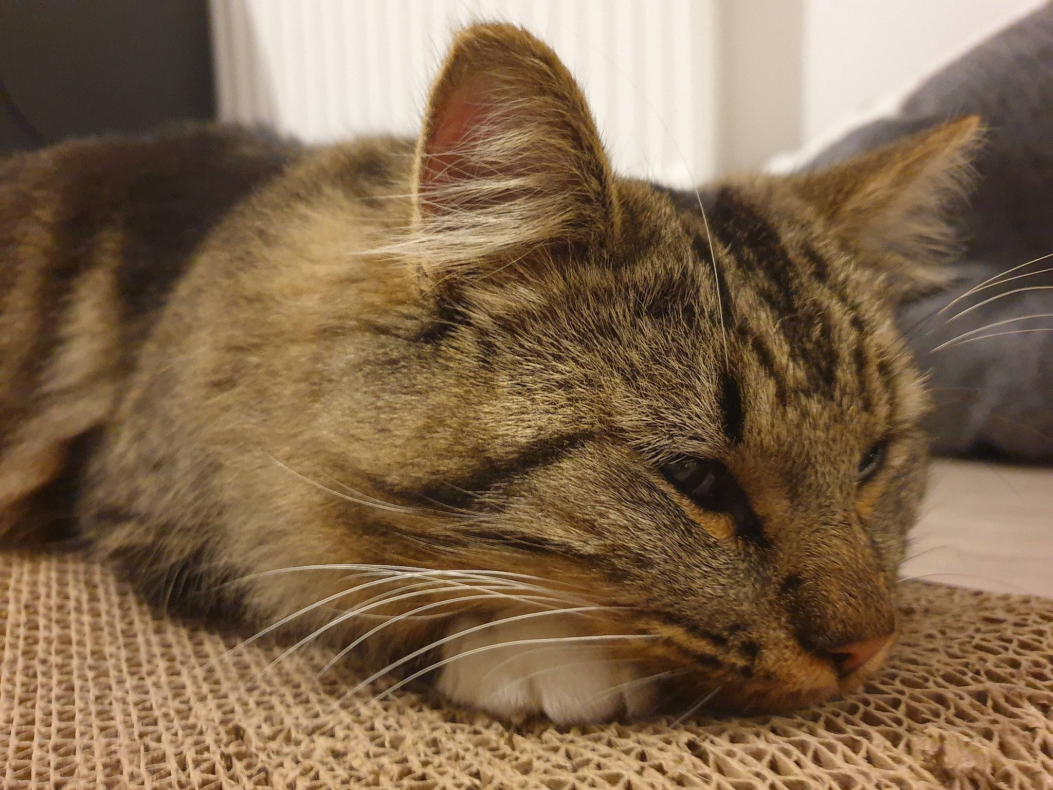 Ucky a rejoint le concours — aidez-le/la à gagner de superbes lots ! carnivore, cat, comfort, domestic_short_haired_cat, felidae, fur, grey, paw, small_to_medium_sized_cats, snout, terrestrial_animal, whiskers