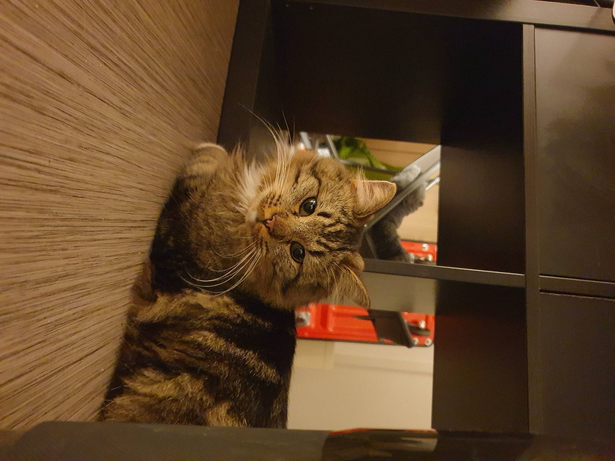 Ucky a rejoint le concours — aidez-le/la à gagner de superbes lots ! cabinetry, cardboard, carnivore, cat, comfort, domestic_short_haired_cat, fawn, felidae, flooring, fur, paw, plant, refrigerator, room, small_to_medium_sized_cats, snout, tail, whiskers, window, wood