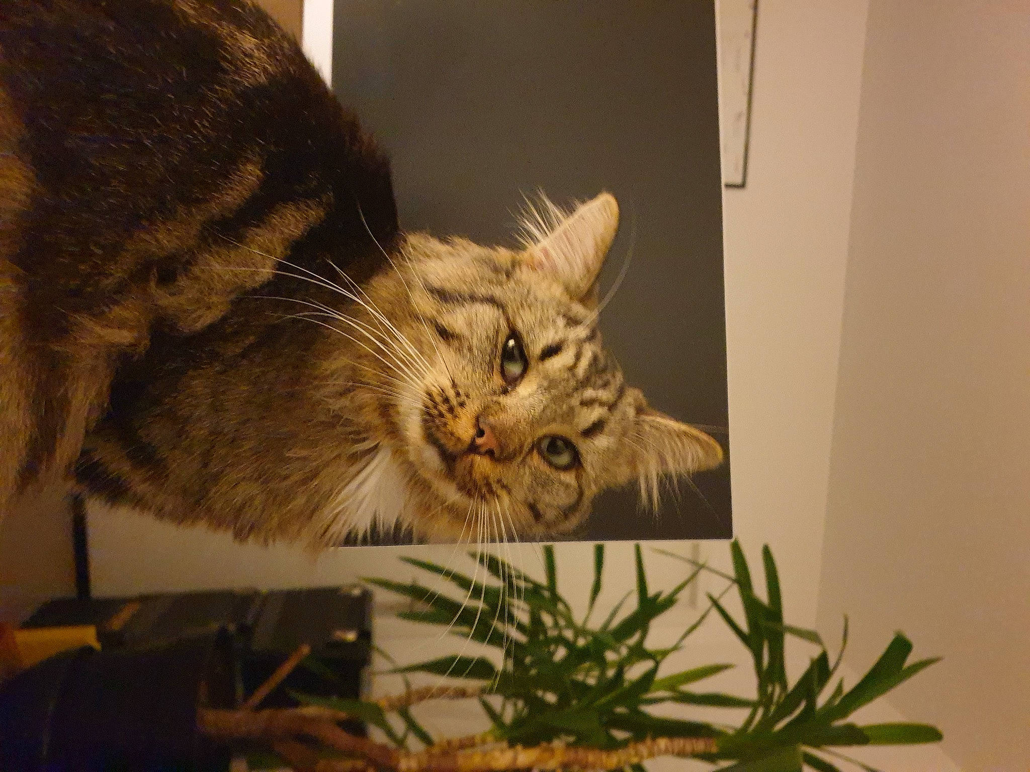 Ucky participe au concours pour gagner de l'argent avec cette photo : carnivore, cat, claw, comfort, domestic_short_haired_cat, fawn, felidae, fur, herb, houseplant, paw, plant, small_to_medium_sized_cats, snout, tail, terrestrial_animal, whiskers, wildlife, window, wood