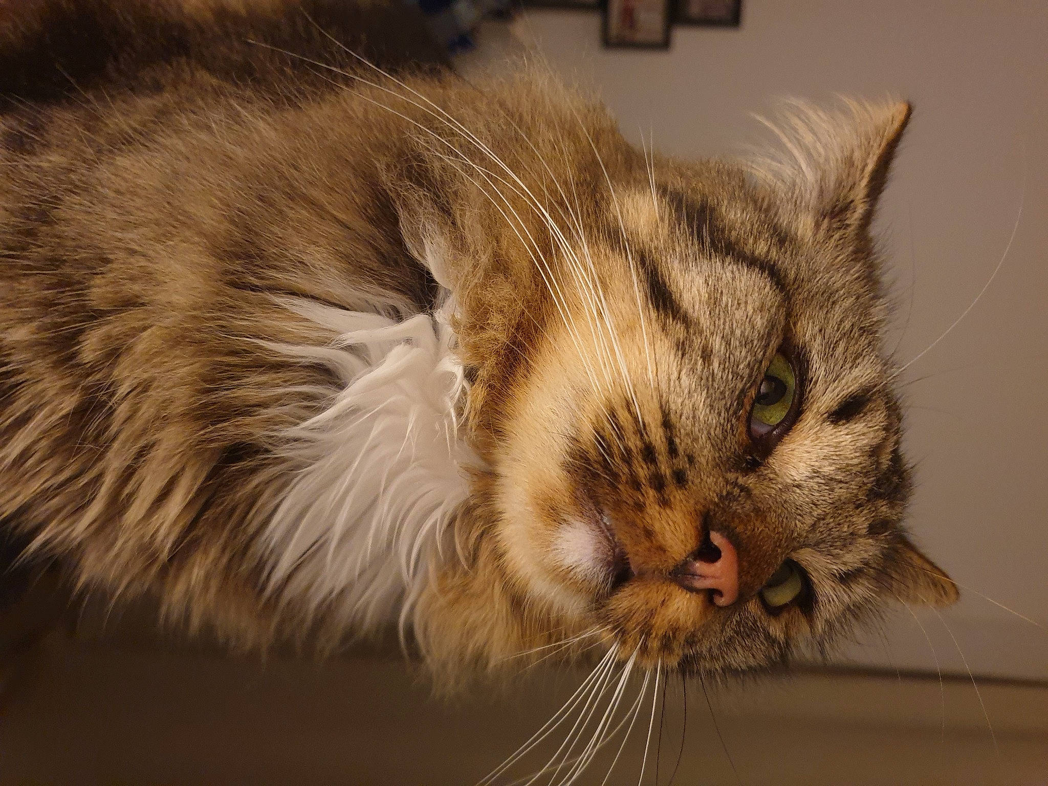 Ucky a rejoint le concours — aidez-le/la à gagner de superbes lots ! carnivore, cat, claw, comfort, domestic_short_haired_cat, eye, felidae, fur, paw, small_to_medium_sized_cats, snout, tail, terrestrial_animal, whiskers, wildlife