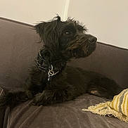 Ivy joined the competition — help win amazing prizes! dog, black_dog, pet, couch, sofa, indoor, cozy, pillow, furniture, relaxed, lying_down, fur, collar, looking_away, side_view, domestic_animal, home, companion, animal, canine