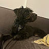 dog, black_dog, pet, couch, sofa, indoor, cozy, pillow, furniture, relaxed, lying_down, fur, collar, looking_away, side_view, domestic_animal, home, companion, animal, canine